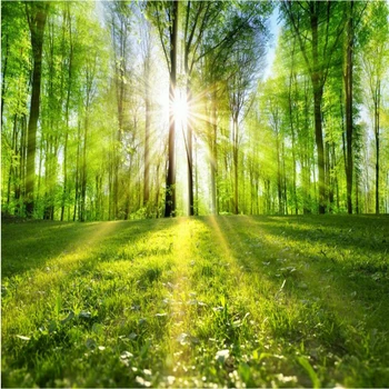 wellyu שקט נוף יער עצים שביל שמש דרך היער רקע מותאם אישית גדול פרסקו טפט ירוק