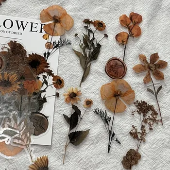 מחמד פרחים מיובשים אוסף מדבקה צמח מחמד מדבקות Creative DIY קולאז ' עיצוב אלבום אישי יומן הזבל ביומן נייח